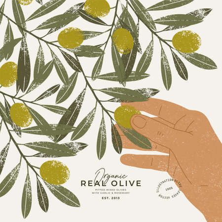 Olive tree design template. Hand touching olives on a tree.のイラスト素材