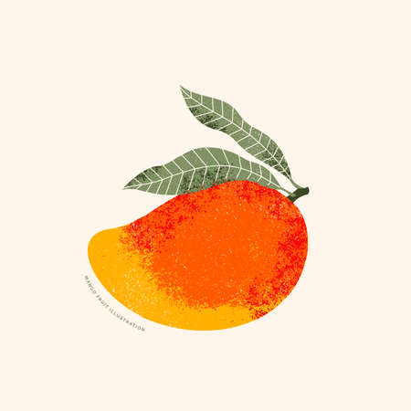 Mango fruit illustration. Vintage textured style. Ripe mango plant with leaves.のイラスト素材