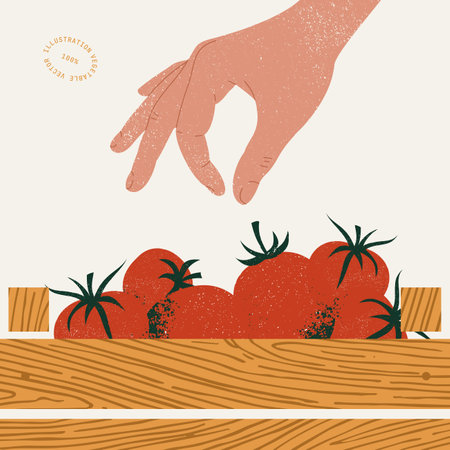 Hand picking fresh organic tomato from the wooden box. Organic vegetable market illustration. Vector illustrationのイラスト素材