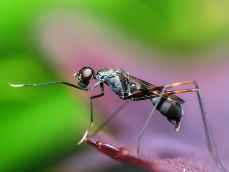 Macro small animal green beauty natureの素材