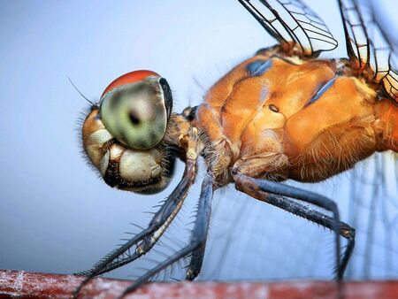 Macro eye small animalの素材