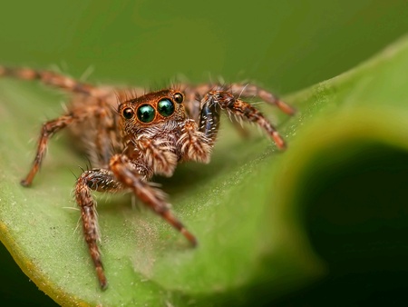 Macro small animal beautyの素材