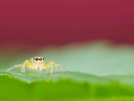 Macro small animal beautyの素材