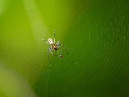 Macro small animal beautyの素材