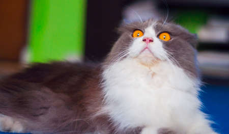 cat expression being aggressive with their surprise and something came abruptly