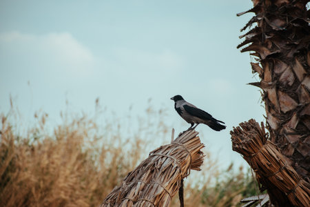 Bird sitting on the top of a palm tree in the wildの写真素材