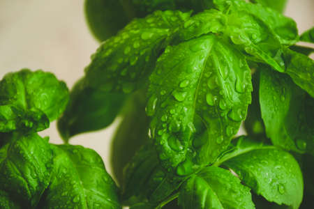 Basil. Herb. Fresh green leaves. Basil as home plant. Pizza or pasta ingredient. Italian cuisine herb. Leaf with water drops.の写真素材
