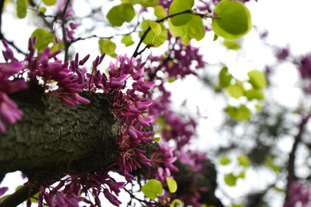 Cercis siliquastrum blooming tree. Pink flowers background. Judas tree branches in pink blossom....