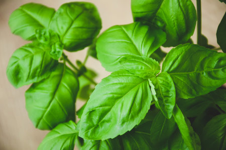 Basil. Herb. Fresh green leaves. Basil as home plant. Pizza or pasta ingredient. Italian cuisine herb.の写真素材