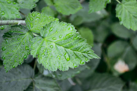 Raspberry bush after summer rain. Fresh green leaf. Village. Foliage. Raspberries plant leaves....