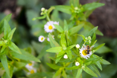 Chamomile flower. Fresh plant. Daisy white flower. Bee insect on garden bloom. Spring and summer...