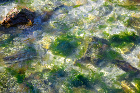 Seaweed on the beach. Ocean coast waves. Laminaria algae. Water plants in the sea. Summertime...