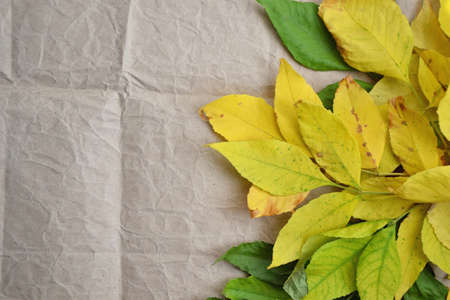 Autumn background. Fall season wallpaper. Yellow leaves on vintage grunge background. Autumn old-fashioned style photo. Dry leaf on retro texture.の写真素材