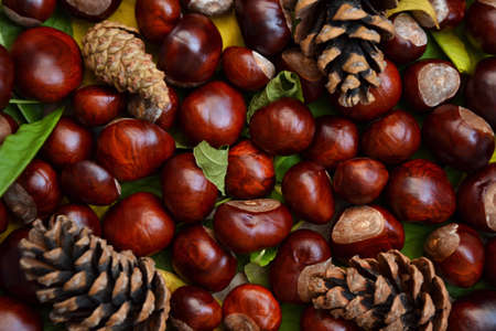 Chestnuts, pine cones and leaves. Autumn background. Fall season wallpaper. Autumn golden and yellow dry leaves. Old-fashioned style photo background.の写真素材