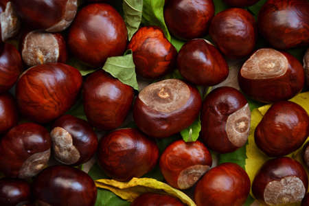 Chestnuts, pine cones and leaves. Autumn background. Fall season wallpaper. Autumn golden and yellow...