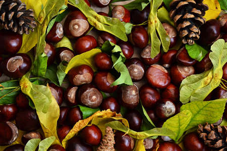 Chestnuts, pine cones and leaves. Autumn background. Fall season wallpaper. Autumn golden and yellow...