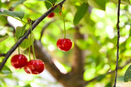Cherry tree. Red berries on cherry tree branches. Summer harvest. Countryside garden nature. Fresh green foliage.の写真素材