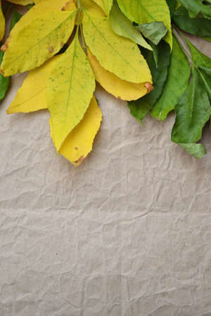 Autumn background. Fall season wallpaper. Yellow leaves on vintage grunge background. Autumn old-fashioned style photo. Dry leaf on retro texture.の写真素材