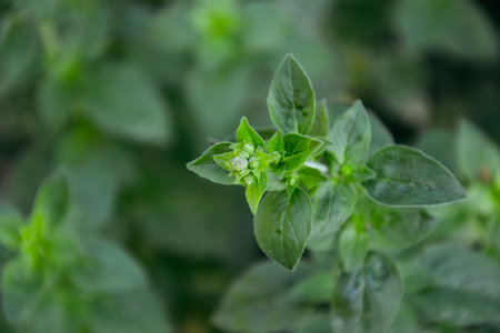 Oregano in the countryside garden. Oregano herb plant in the wild nature. Organic natural...