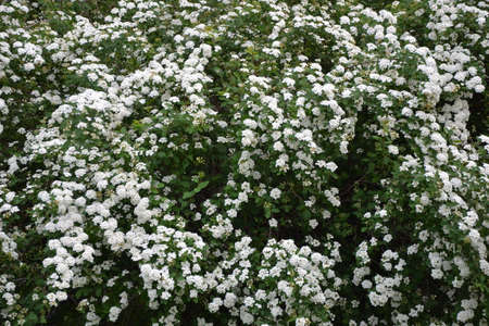 Spiraea thunbergii blooming bush. White flowers background. Shrub branches in white blossom....