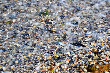 Ocean shells in the waves. Shells on the beach. Ocean shells. Sea waves. Summertime vacations. Ocean...
