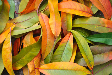 Peach fallen leaves. Autumn wallpaper. Fall season nature. Defoliation. Yellow, orange and red foliage. Farm. Village. Countryside. Park. Nature background.の写真素材