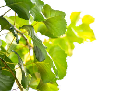 Apricot tree leaves. Spring garden nature. Fresh green foliage. Nature background.の写真素材