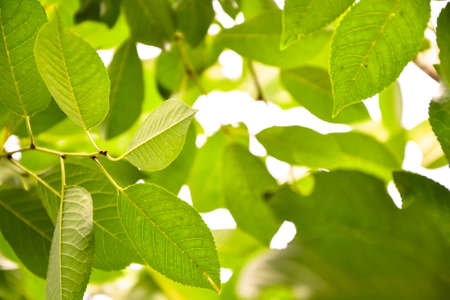 Cherry tree leaves. Spring garden nature. Fresh green foliage. Nature background.の写真素材