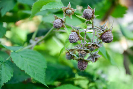 Raspberry bush. Fresh green leaf. Village. Foliage. Raspberries plant leaves. Organic agriculture....