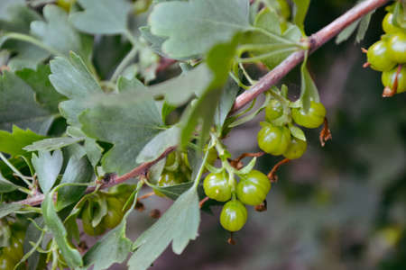 Currant plant. Berries background. Black currant. Countryside. Harvest. Fresh organic berry. Village garden. Desserts, smoothie or jam ingredient.の写真素材