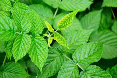 Raspberry bush. Fresh green leaf. Village. Foliage. Raspberries plant leaves. Organic agriculture....