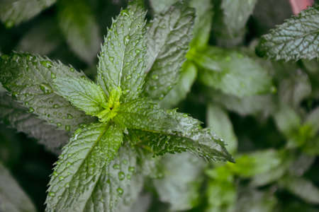 Mint plant in the garden. Spearmint foliage. Organic agriculture. Mint in the wild nature. Herb tea...