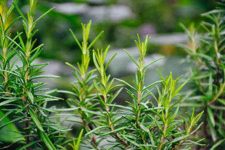 Rosemary herb in vegetable garden. Herb plant. Organic. Countryside garden. Agriculture in the village.の写真素材