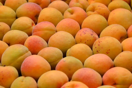 Apricots background. Fresh organic apricot fruits. Countryside garden harvest. Fruit salad, smoothie, pie and jam ingredient.の写真素材
