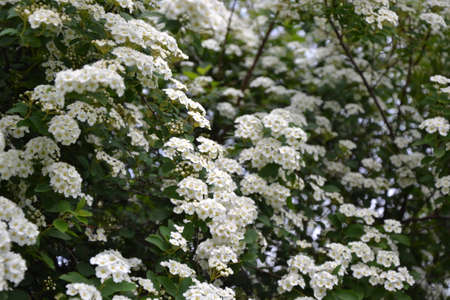 Spiraea thunbergii blooming bush. White flowers background. Shrub branches in white blossom....