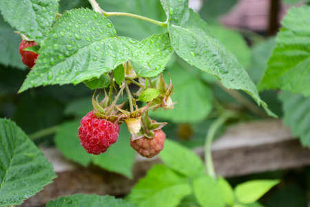 Raspberry bush after summer rain. Fresh green leaf. Village. Foliage. Raspberries plant leaves....
