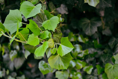 Ivy plant. Hedera helix. Fresh green leaves. Foliage. Climbing plant. Ivy background. Vines. Summer nature. Nature.の写真素材