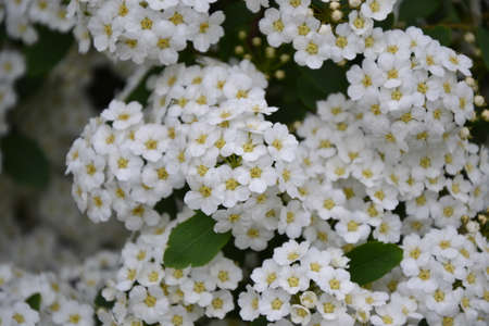 Spiraea thunbergii blooming bush. White flowers background. Shrub branches in white blossom....