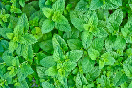 Melissa plant. Lemon balm in the garden. Countryside nature. Organic agriculture. Herb plant in the wild nature. Tea flavor. Village yard herbs. Nature retro photo.の写真素材