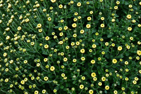 Aster flowers. Aster amellus blossom. European michaelmas daisy bloom. Beautiful fresh chrysanthemum flowers. Autumn nature. Garden plant.の写真素材