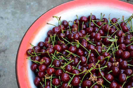 Cherry organic berries harvest. Fresh cherries for jam, juice, smoothie, compote, desserts and...
