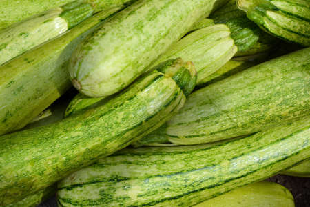 Zucchini harvest in summer. Marrow vegetables. Fresh courgette summer harvest. Organic zucchini in the garden.の写真素材