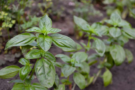 Basil plant in the garden. Fresh herbal basil plant. Fresh green leaves of thai basil. Cooking seasoning. Italian cuisine herb.の写真素材
