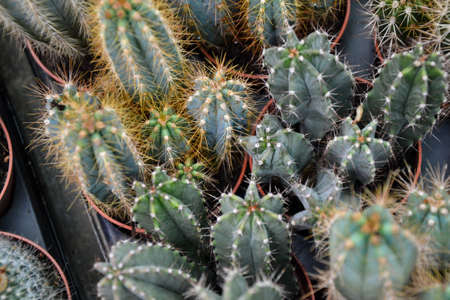 Cactus plants. Echinocactus. Echinopsis. Cultivated cacti plants. Wild succulent.