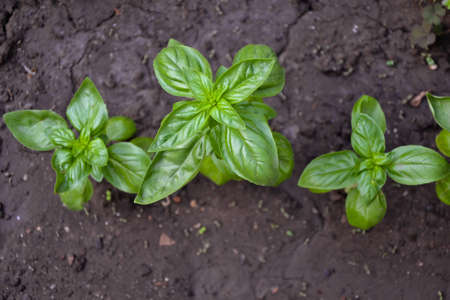 Basil plant in the garden. Fresh herbal basil plant. Fresh green leaves of thai basil. Cooking...
