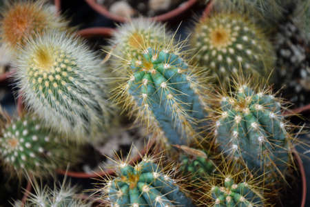 Cactus plants. Echinocactus. Echinopsis. Cultivated cacti plants. Wild succulent.