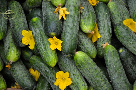 Cucumbers harvest in summer. Fresh pickle ready for canning. Cucumbers for salads or canning. Summer vegetables. Organic agriculture in village.の写真素材