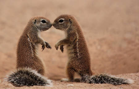 Two Ground Squirrels kissing  Xerus inaurus 