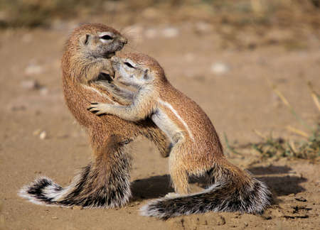 Karate kid Squirrelの写真素材