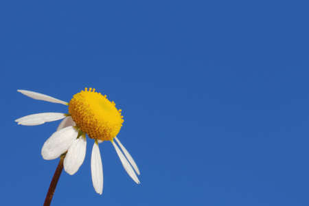 White daisy isolated on blue backgroundの写真素材